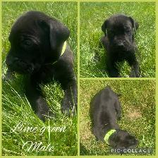 3/4 Cane Corso 1/4 Kangle Ready July 20 - Photo 5
