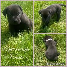 3/4 Cane Corso 1/4 Kangle Ready July 20 - Photo 6