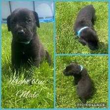 3/4 Cane Corso 1/4 Kangle Ready July 20 - Photo 7