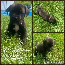 3/4 Cane Corso 1/4 Kangle Ready July 20 - Photo 8