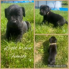 3/4 Cane Corso 1/4 Kangle Ready July 20 - Photo 9