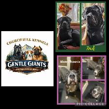 3/4 Cane Corso 1/4 Kangle Ready July 20 - Photo 10