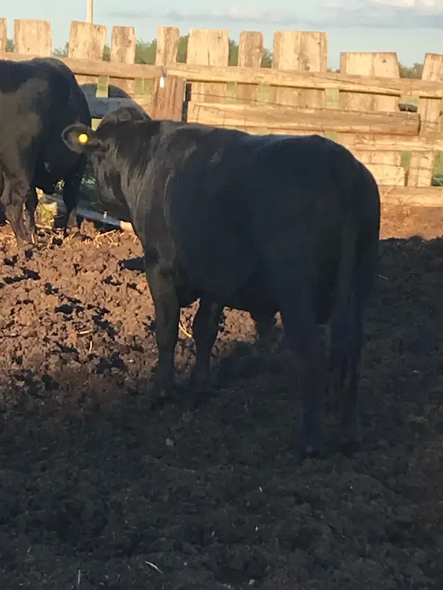 polled Dexter bull