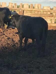 polled Dexter bull