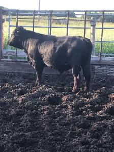 polled Dexter bull - Photo 2
