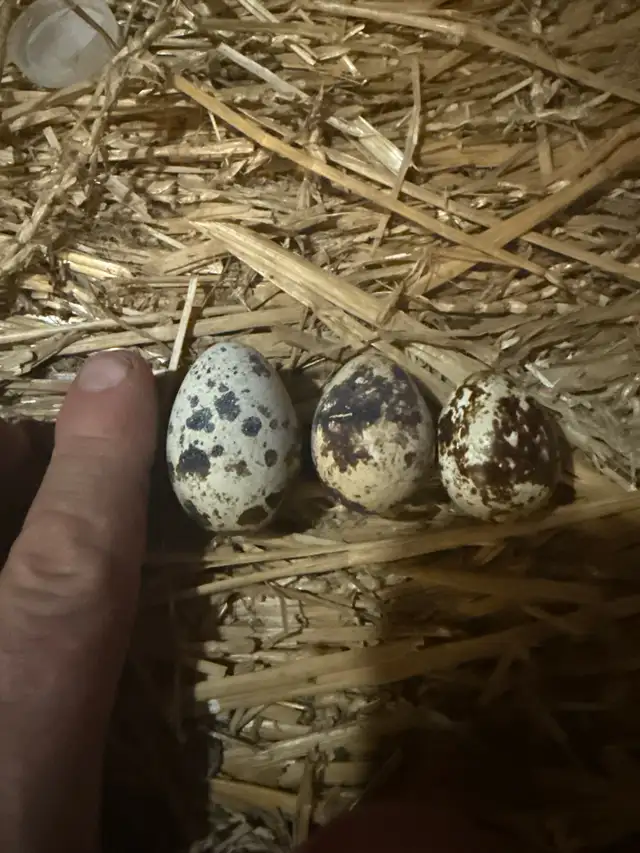 Quail Eggs
