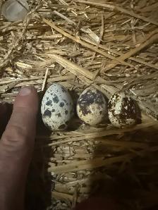 Quail Eggs