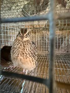 Quail Eggs - Photo 3