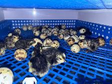 Quail Eggs - Photo 4