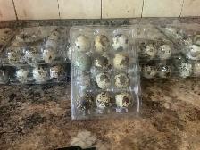 Quail Eggs - Photo 5