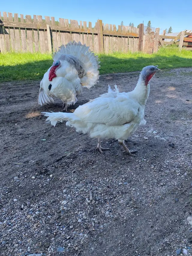 turkey pair