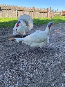turkey pair