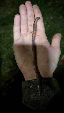 Nightcrawlers/Worms For Sale $5 - Photo 2