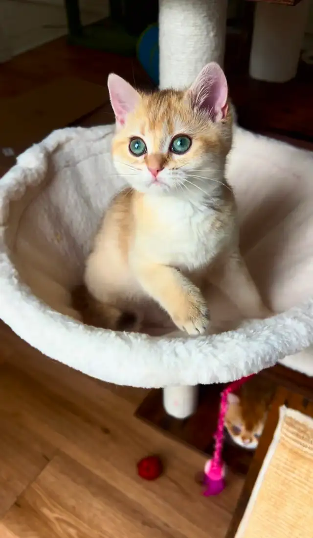Chaton British Shorthair Chocolat Golden Chinchilla – TICA