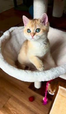 Chaton British Shorthair Chocolat Golden Chinchilla – TICA