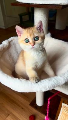 Chaton British Shorthair Chocolat Golden Chinchilla – TICA - Photo 2