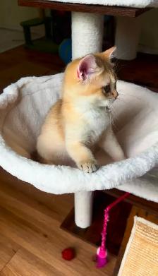 Chaton British Shorthair Chocolat Golden Chinchilla – TICA - Photo 3