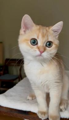 Chaton British Shorthair Chocolat Golden Chinchilla – TICA - Photo 4