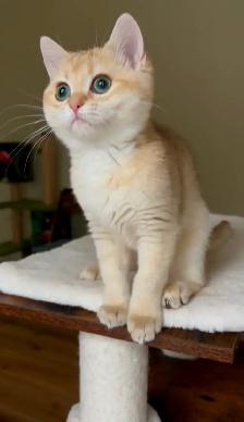Chaton British Shorthair Chocolat Golden Chinchilla – TICA - Photo 5