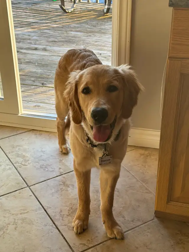 Private Dog Rehoming
