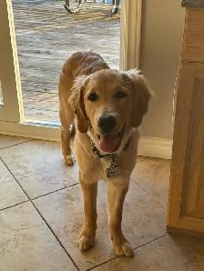 Private Dog Rehoming