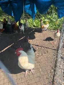 5-6 month old roosters $10 each - Photo 2