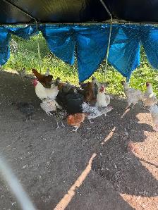 5-6 month old roosters $10 each - Photo 3