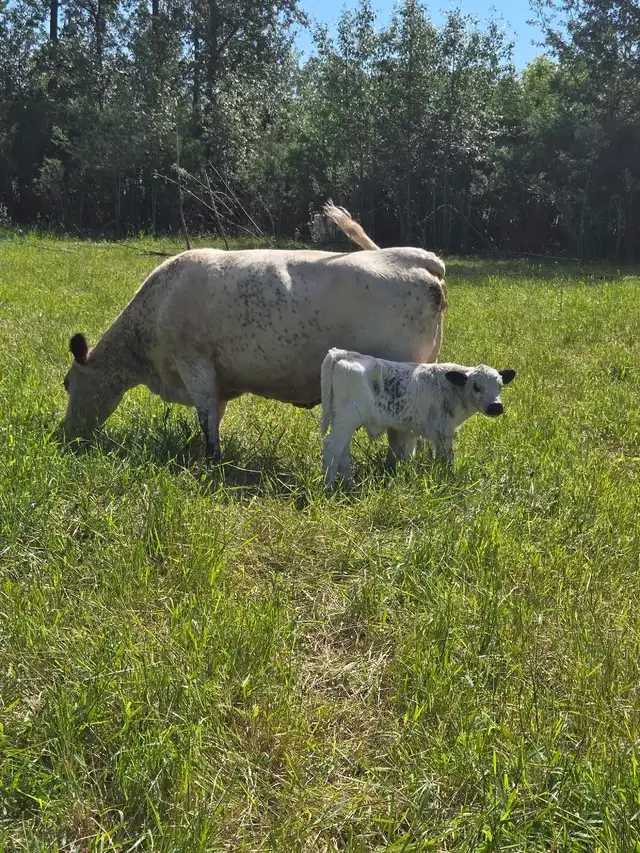 cow / calf pair