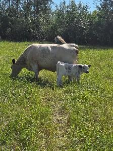 cow / calf pair