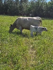 cow / calf pair - Photo 2
