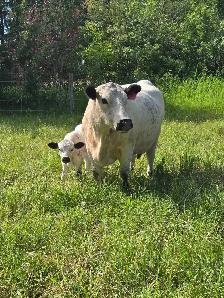 cow / calf pair - Photo 3