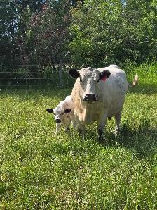 cow / calf pair - Photo 4