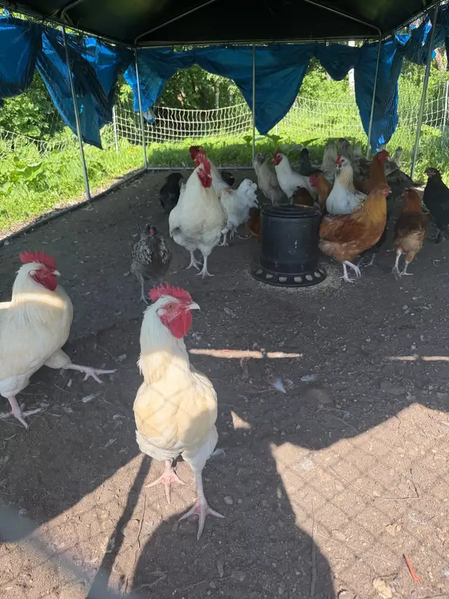 Gorgeous Easter Egger Roosters