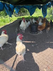 Gorgeous Easter Egger Roosters