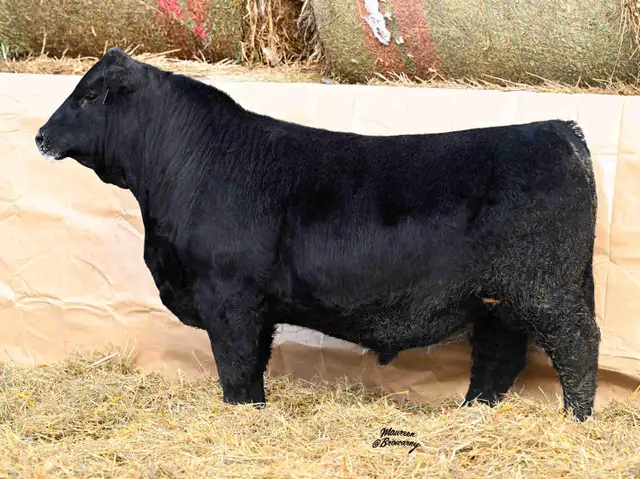 Black Angus Bull for Sale