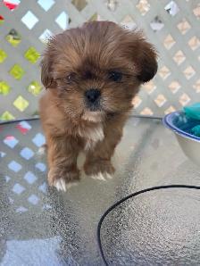 Chiots Shih Tzu