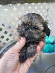 Chiots Shih Tzu - Photo 2