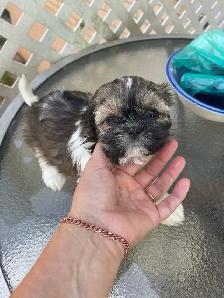 Chiots Shih Tzu - Photo 3