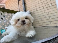 Chiots Shih Tzu - Photo 4