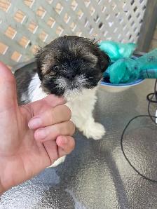 Chiots Shih Tzu - Photo 5