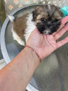 Chiots Shih Tzu - Photo 6