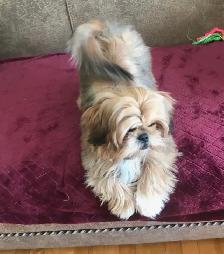 Chiots Shih Tzu - Photo 7