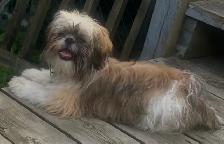 Chiots Shih Tzu - Photo 8