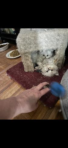 Himalayen
