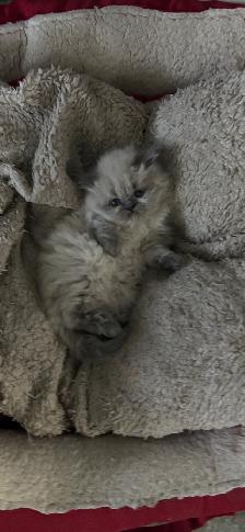 Himalayen - Photo 2