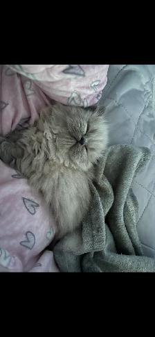 Himalayen - Photo 3