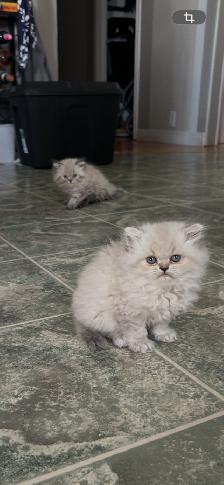 Himalayen - Photo 7