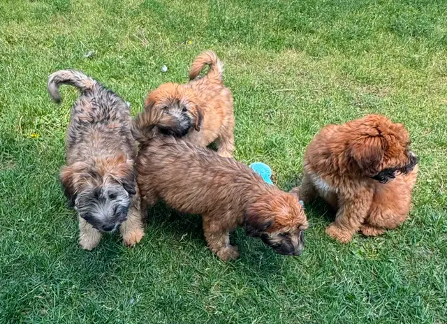 Soft Coated Wheaten pups