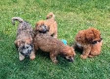 Soft Coated Wheaten pups