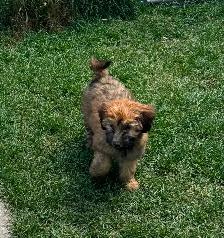 Soft Coated Wheaten pups - Photo 2